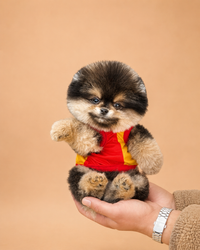 Maya — 3 aylık dişi Pomeranian Boo yavru köpek