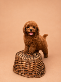 Tyson — 3 aylık erkek Toy Poodle yavru köpek