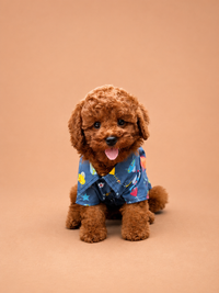 Tyson — 3 aylık erkek Toy Poodle yavru köpek (fotoğraf 3)