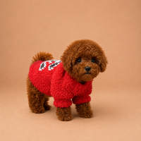 Vera — 3 aylık dişi Toy Poodle yavru köpek (fotoğraf 2)
