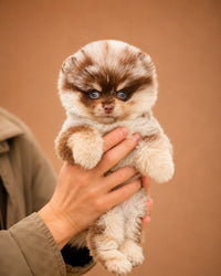 Teddy