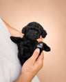Zeytin