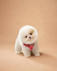 Daisey