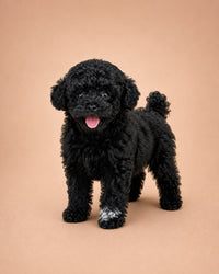 Zeytin