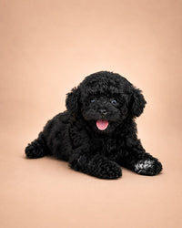 Zeytin