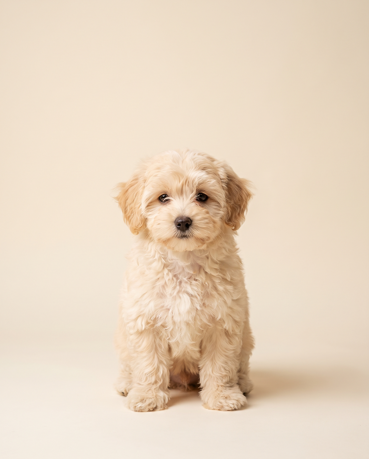Karamel — Maltipoo