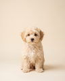 Karamel — Maltipoo