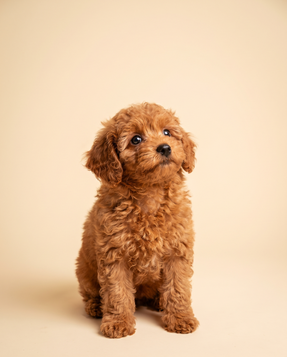 Fındık — Toy Poodle