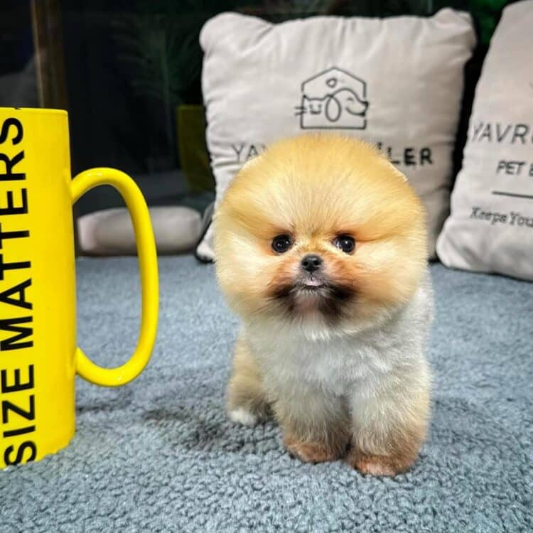 Yavrupatiler.com'da Dexter cinsi köpeği bulun. Pomeranian, pomeranian boo, pomeranian teddy ve daha fazlası. Kaliteli hizmet ve uygun fiyatlarla Pomeranian köpeklerimizi hemen satın alın. Evinize neşe katacak bu sevimli köpekleri kaçırmayın. Hemen şimdi yavrupatiler.com'u ziyaret edin.