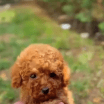 Toy Poodle