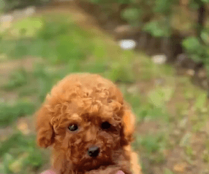 Toy Poodle