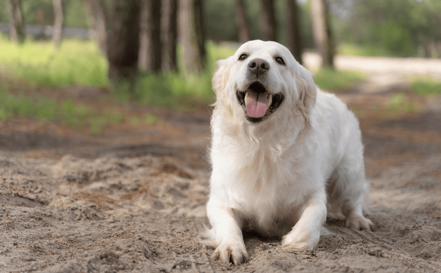 Golden Retriever fotoğrafı