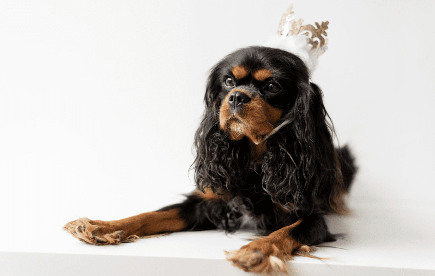 Cavalier King Charles Spaniel