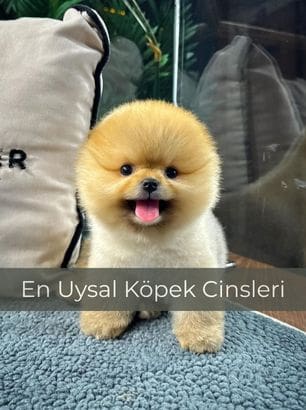 En Uysal Köpek Cinsleri