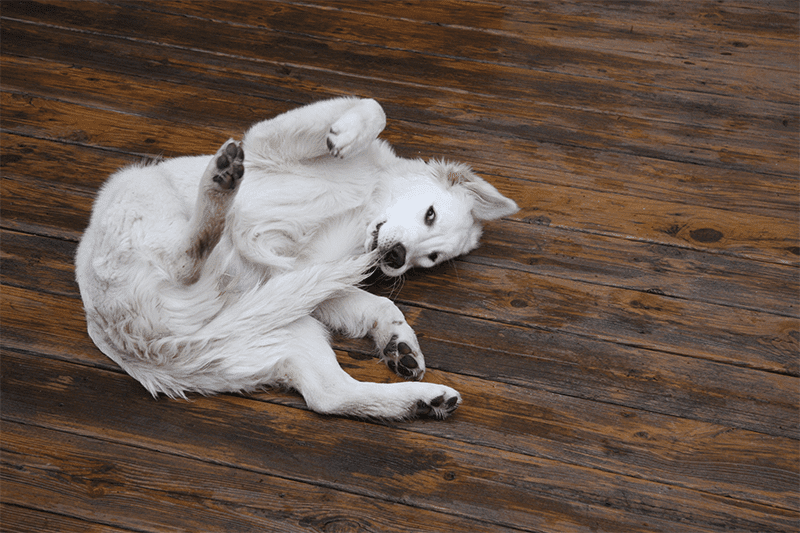 köpeklerde kendi kuyruğunu ısırma