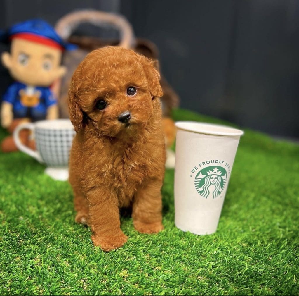 Toy Poodle Kaç Yıl Yaşar?