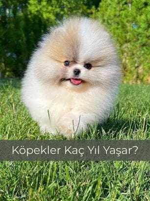 Köpekler Kaç Yıl Yaşar?